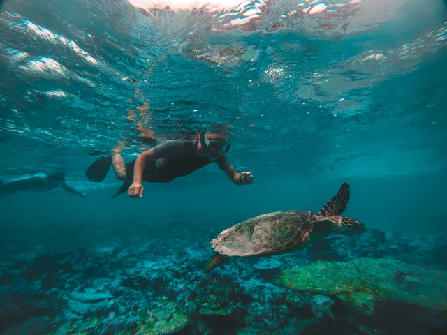 Cozumel snorkelling with coral and tropical fish near the reef