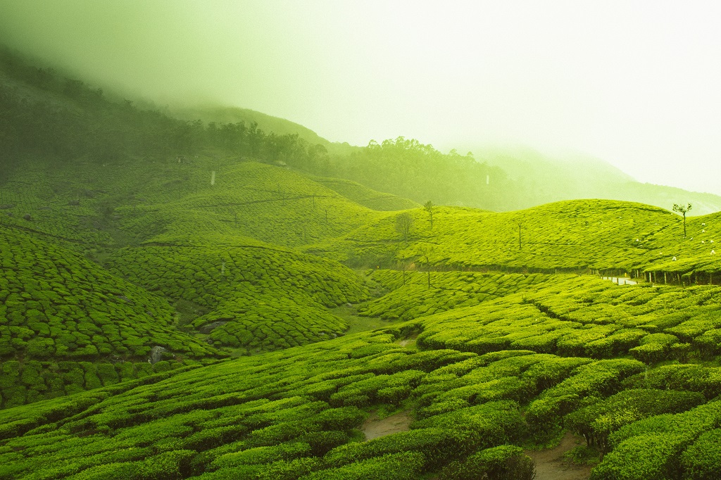 Best Places To Visit In Kerala During Winter