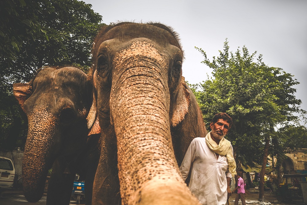 Wildlife in India