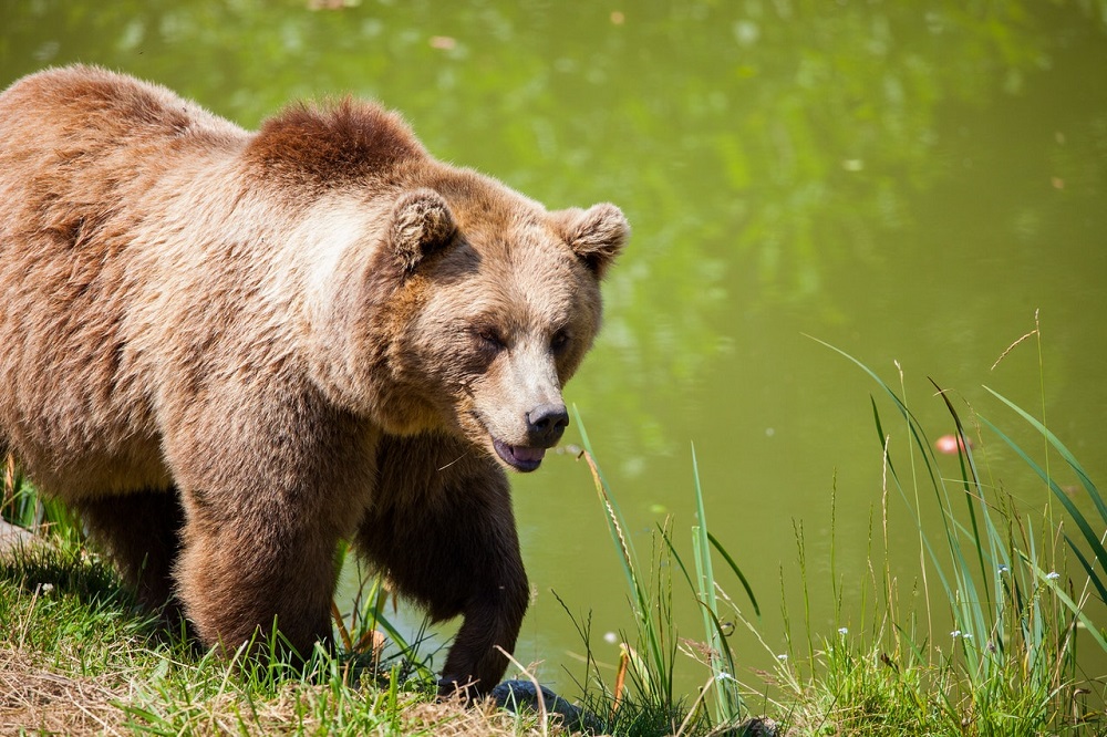 Wildlife safety when choosing a tent camping site