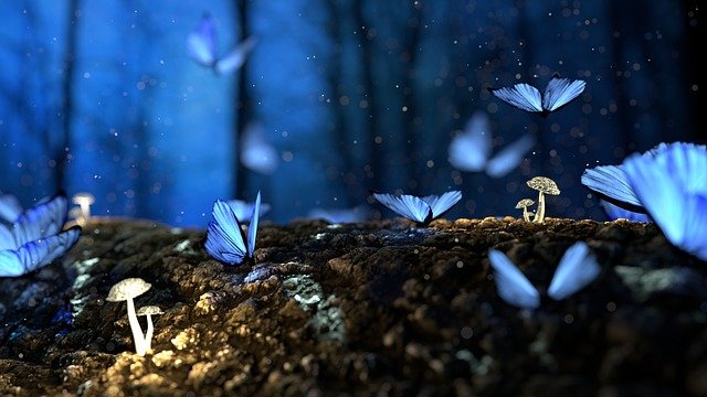 Forest Sayings and Quotes To Inspire