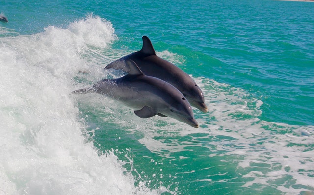 Book your dolphin watch cruise in Atlantic City