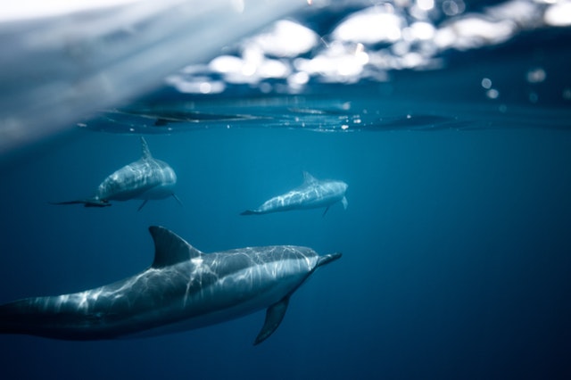 Go On A Dolphin Watch Cruise in Atlantic City