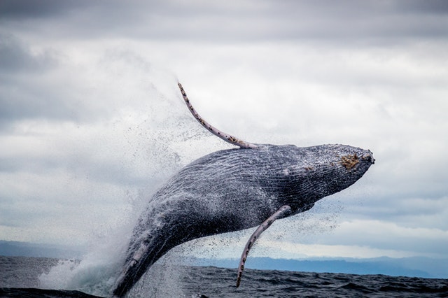 Best Places To Go Whale Watching In The World.