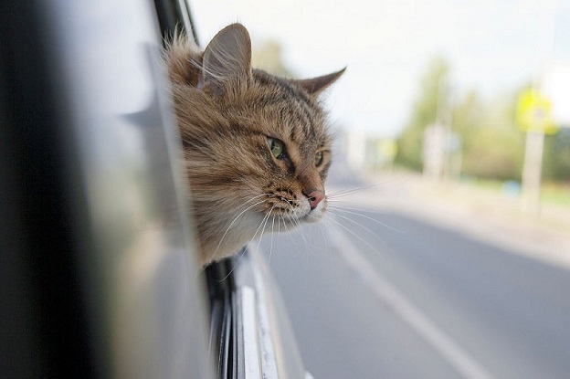 How Long Can A Cat Travel In A Car?