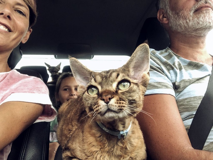 Cat travelling safely in a car