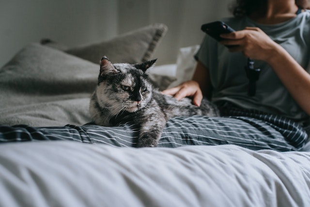 Relaxed cat purring and resting indoors