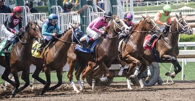 Horse racing programme and form study