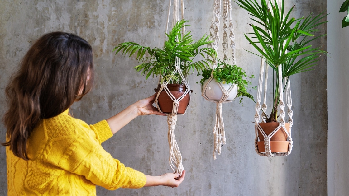 Low Light Hanging Plants: The Ultimate Guide For Urban Spaces
