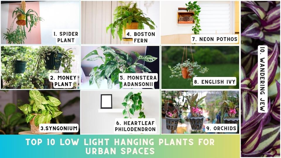 Low light hanging plants for urban spaces