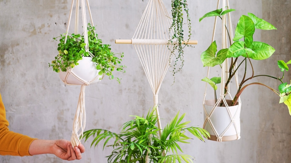 Understanding light conditions for apartment plants
