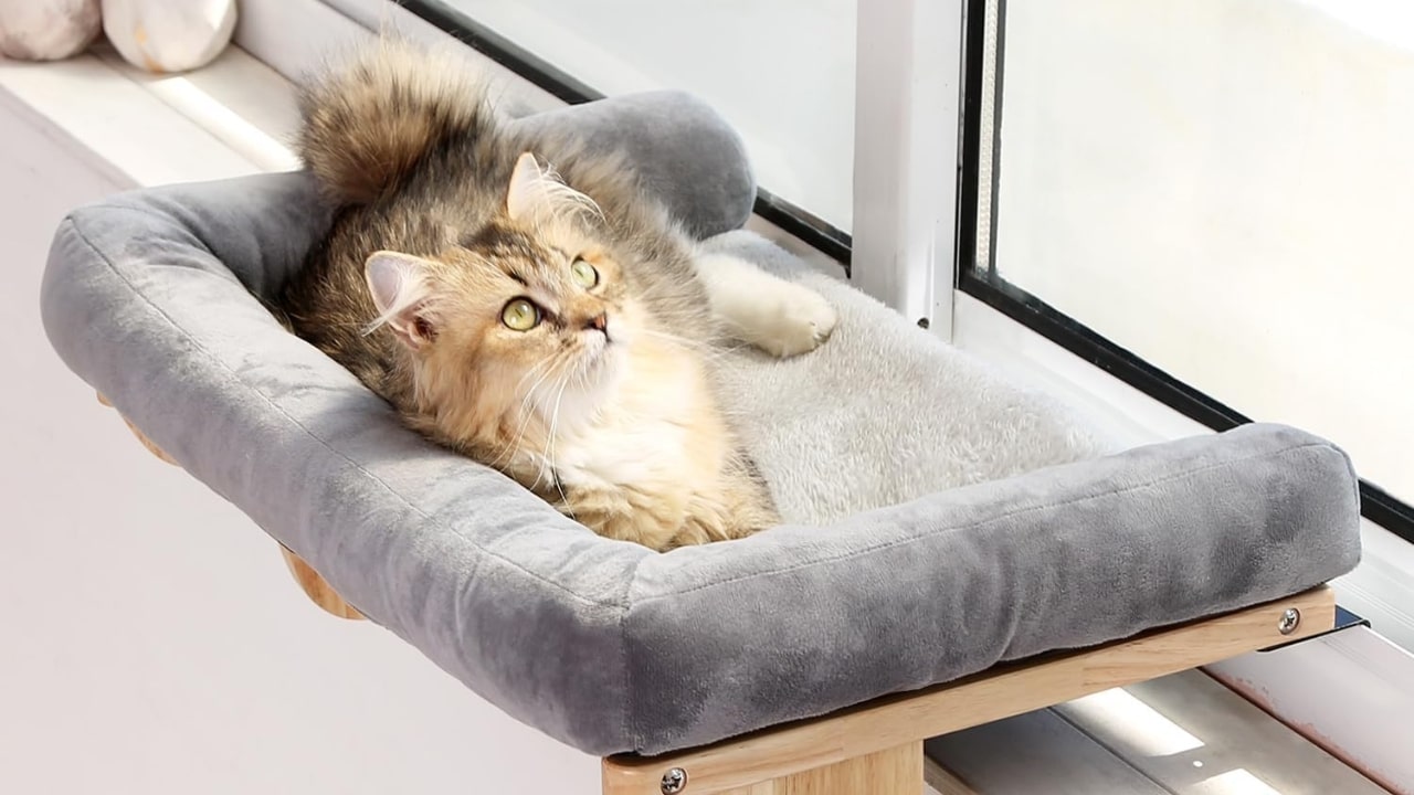 The Ultimate Cat Window Perch: For Every Cat Lover